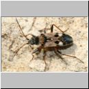 Beosus maritimus - Bodenwanze 01b Teverner Heide.jpg